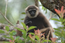 Agile gibbon <br><em>(Hylobates agilis)