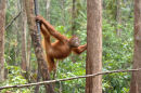 Orangutan<br><em>(Pongo pygmaeus)