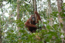 Orangutan<br><em>(Pongo pygmaeus)