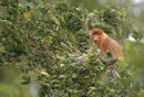 Proboscis monkey <br><em>(Nasalis larvatus)