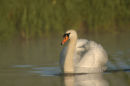 Mute swan<br><em>(Cygnus olor)