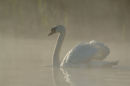 Mute swan<br><em>(Cygnus olor)