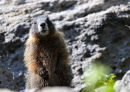 Yellow-bellied marmot, Marmota flaviventri