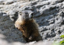 Yellow-bellied marmot, Marmota flaviventri