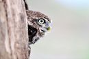 Little owl (Athene noctua)