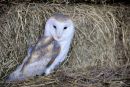 Barn owl (Tyto alba)