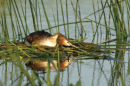 Great crested grebe<br><em>(Podiceps cristatus)