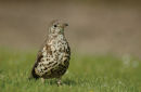 Song thrush<br.<em>(Turdus philomelos)