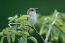 Spotted flycatcher<br><em>(Muscicapa striata)