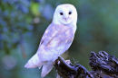 Barn Owl
