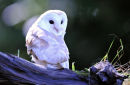 Barn Owl