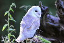 Barn Owl