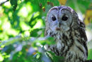 Tawny owl