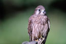 Kestrel