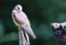 Kestrel