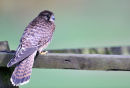 Kestrel