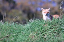 Red fox (Vulpes vulpes)