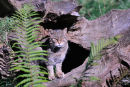 Scottish wildcat (Felis silvestris grampia)