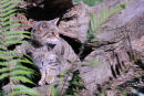 Scottish wildcat (Felis silvestris grampia)