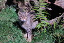 Scottish wildcat (Felis silvestris grampia)