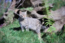 Scottish wildcat (Felis silvestris grampia)