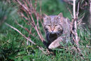 Scottish wildcat (Felis silvestris grampia)