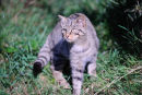 Scottish wildcat (Felis silvestris grampia)