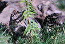 Scottish wildcat (Felis silvestris grampia)
