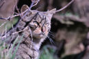 Scottish wildcat (Felis silvestris grampia)