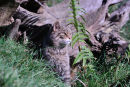 Scottish wildcat (Felis silvestris grampia)