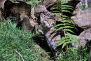 Scottish wildcat (Felis silvestris grampia)