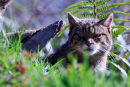 Scottish wildcat (Felis silvestris grampia)