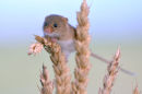 Harvest mouse (Micromys minutus)