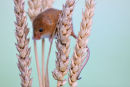 Harvest mouse (micromys minutus)