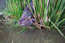 Water vole (Arvicola amphibius)
