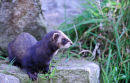 European polecat (Mustela putorius)