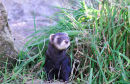 European polecat (Mustela putorius)