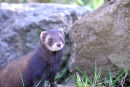 European polecat (Mustela putorius)