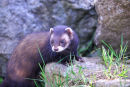 European polecat (Mustela putorius)
