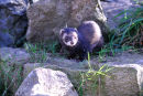 European polecat (Mustela putorius)