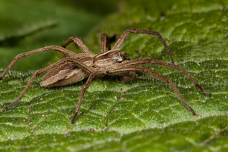 Spider