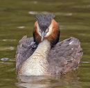 Great Crested Grebe and chick