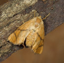 Festoon