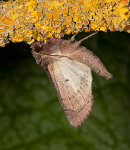 Bright-line Brown-eye