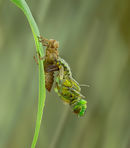 Broad-bodied chaser