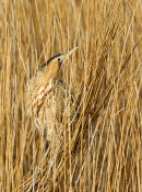 Bittern