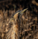 Bittern
