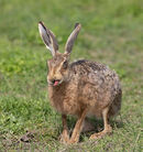 Brown Hare
