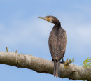 Cormorant