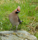 Waxwing